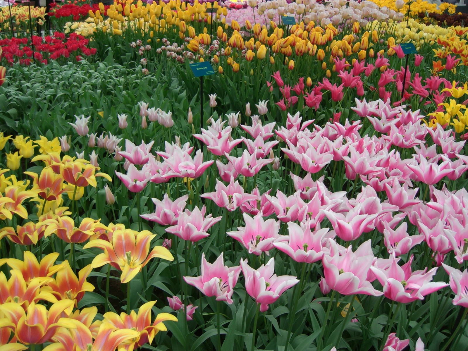 Netherlands Keukenhof